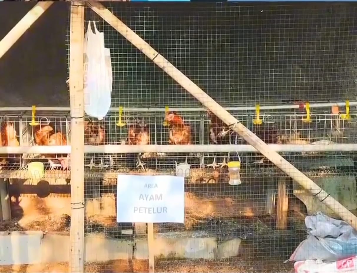 Ayam Petelur